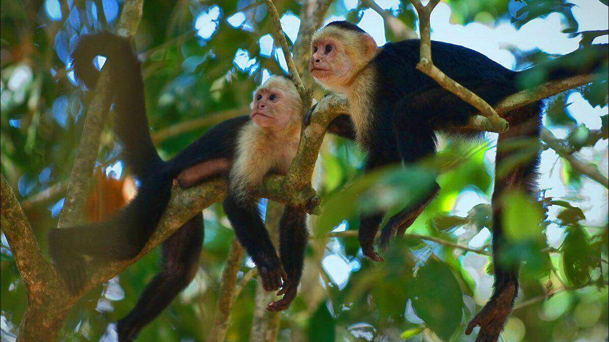 Monos en Playa Matapalo Costa Rica