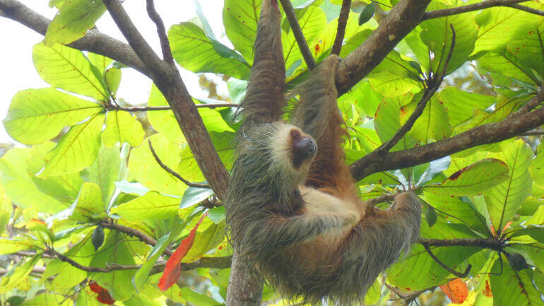 sloth in matapalo savegre